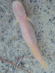 Typhlogobius californiensis