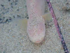 Typhlogobius californiensis