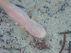 Typhlogobius californiensis