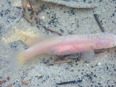 Typhlogobius californiensis