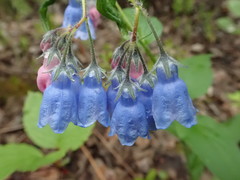 Mertensia paniculata paniculata