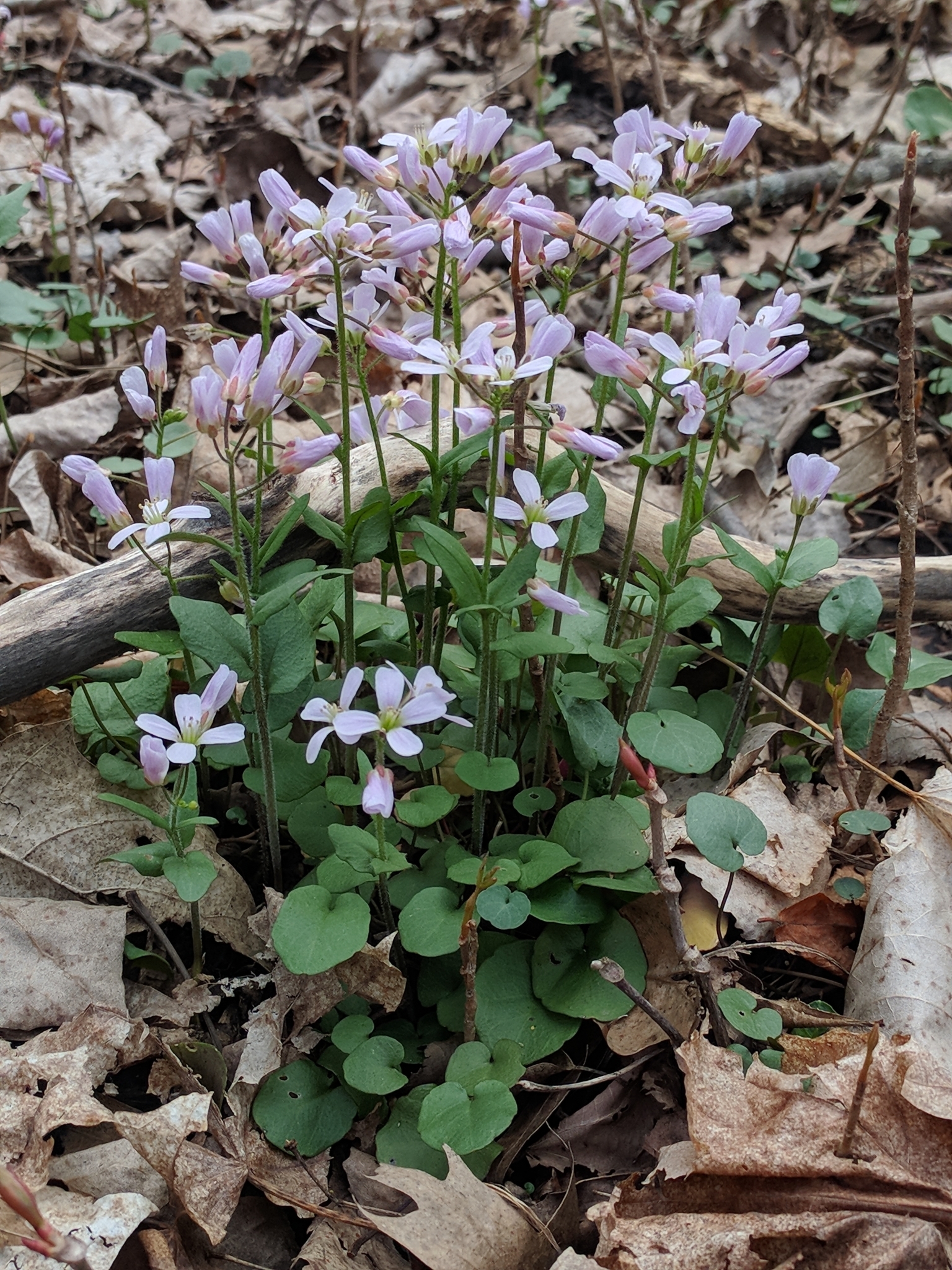 Cardamine douglassii
