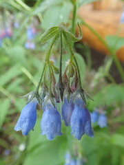 Mertensia paniculata paniculata