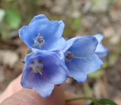 Mertensia paniculata paniculata