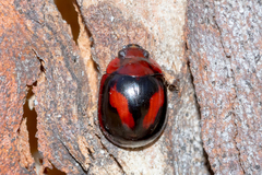 Paropsisterna erudita