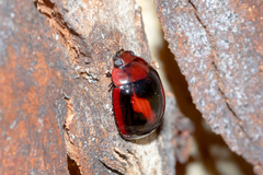 Paropsisterna erudita