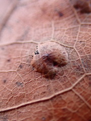 Polystepha pustuloides