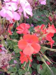 Pelargonium × hybridum