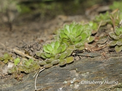 Sedum stellariifolium