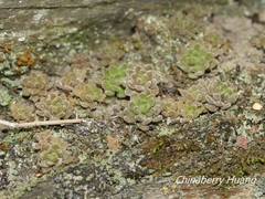 Sedum stellariifolium
