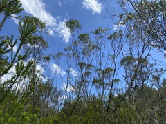 Eucalyptus stricta