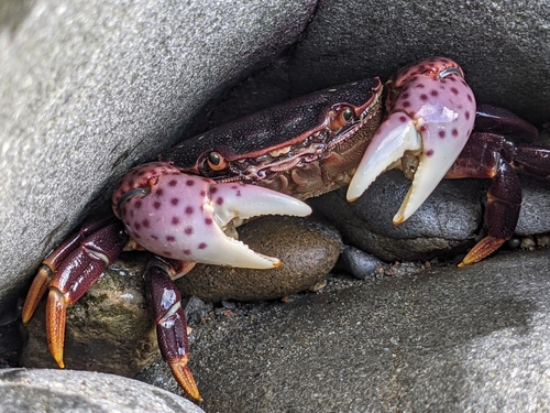 Purple Shore Crab, photo 10 of 10