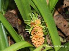 Rohdea fargesii