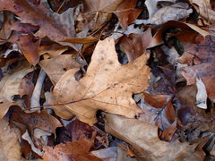 Polystepha pustuloides