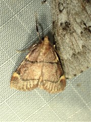 Hypsopygia thymetusalis