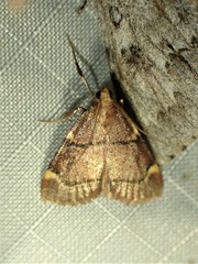 Hypsopygia thymetusalis