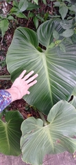 Philodendron eximium