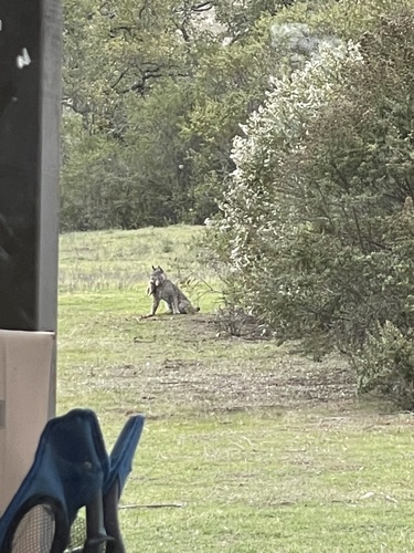iNaturalist observation photo of Bobcat