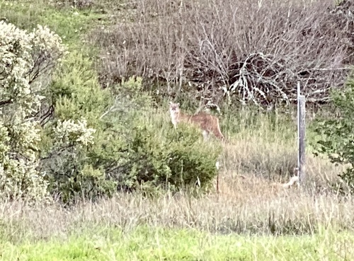 iNaturalist observation photo of Mountain Lion