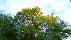 Roseodendron donnell-smithii