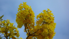 Roseodendron donnell-smithii