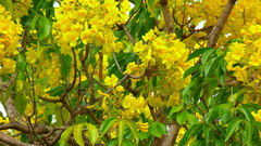 Roseodendron donnell-smithii