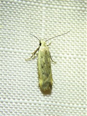 Anacampsis fullonella