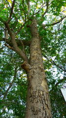 Roseodendron donnell-smithii