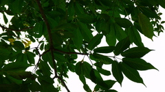 Roseodendron donnell-smithii