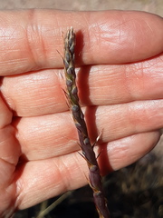 Agave parviflora parviflora