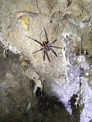 Guasuctenus longipes