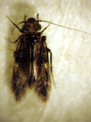 Echmepteryx hamiltoni