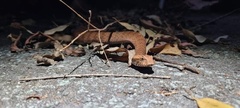Acanthophis antarcticus