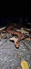 Acanthophis antarcticus