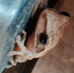 Polypedates maculatus