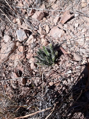 Agave parviflora parviflora