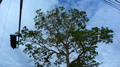 Roseodendron donnell-smithii