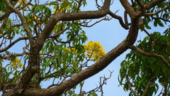 Roseodendron donnell-smithii