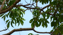 Roseodendron donnell-smithii