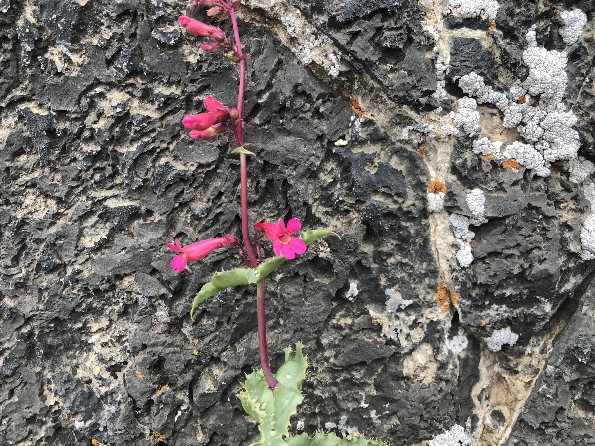Penstemon stephensii
