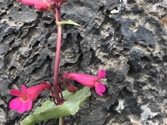 Penstemon stephensii