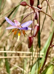 Dianella amoena