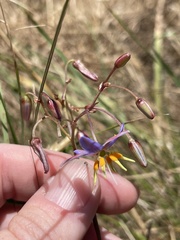 Dianella amoena