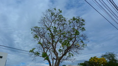 Roseodendron donnell-smithii