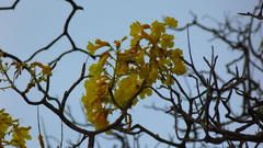 Roseodendron donnell-smithii