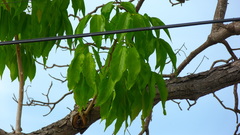 Roseodendron donnell-smithii