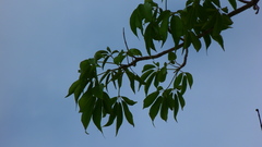 Roseodendron donnell-smithii