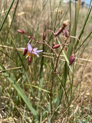 Dianella amoena