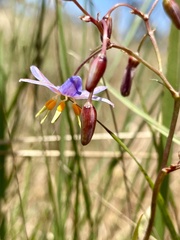 Dianella amoena