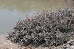 Limoniastrum monopetalum